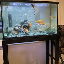 Fish Tank And Accessories 