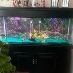 55 Gallon Aquairum