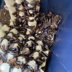 Dubia Roaches 