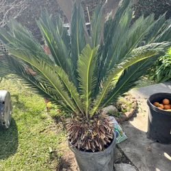 Sago Palm Priced To Sell