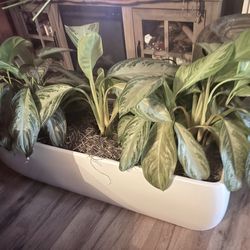 Chinese evergreen, large container