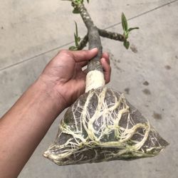 Plumeria Cutting (white Flower With Yellow Center)