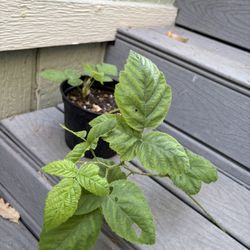 Blackberry Plant