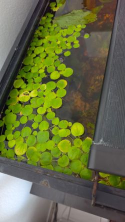 Amazon frogbit floating plants for aquarium / fish tank / pond