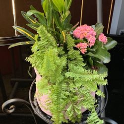 Potted Plants Gift Bag