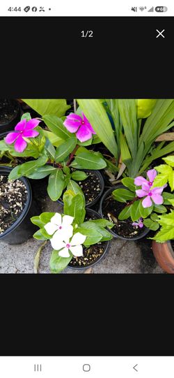 Periwinckle Flowers Perrenial Lasts Years