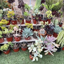 Succulents & Cactus Plants 