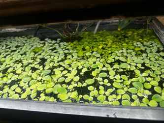 Water lettuce