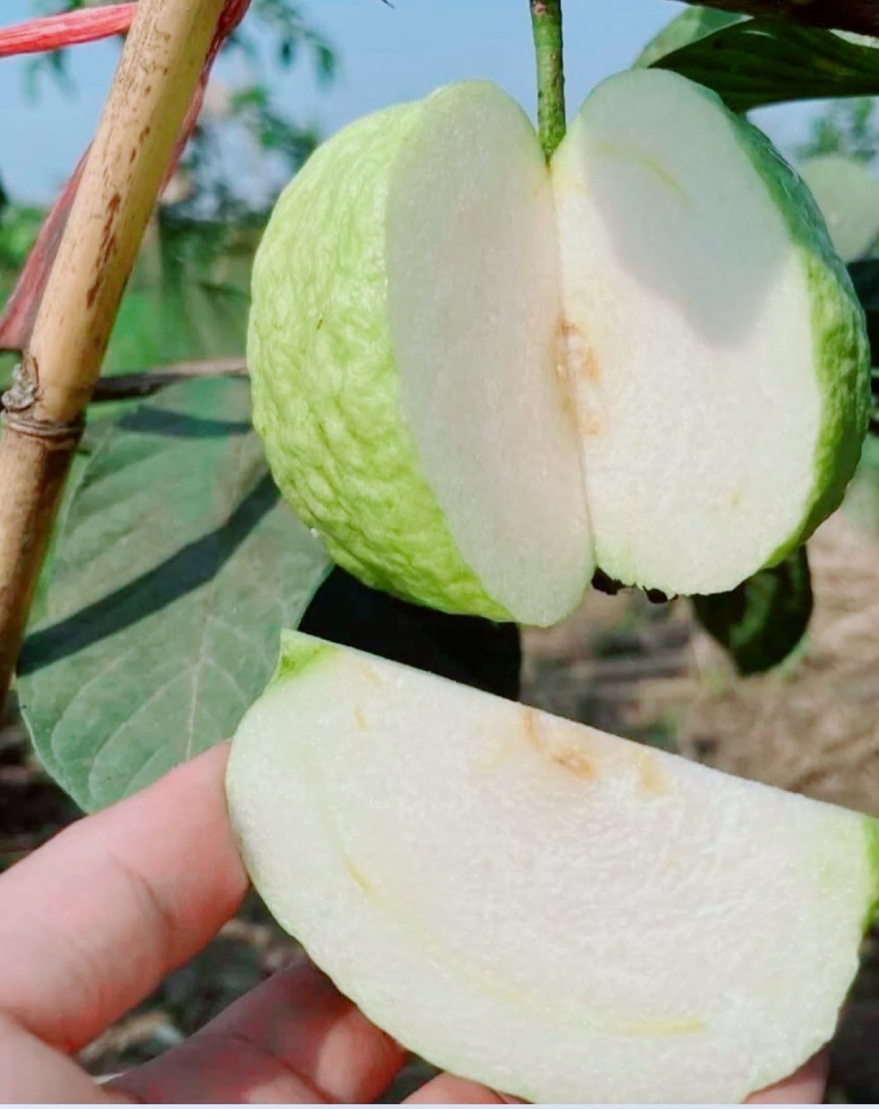 Taiwan Seedless guava Tree 24H