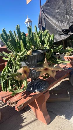 Plantas  de. Estápelia. Tiene de tres colores, esta está bien como para la gente que vende también producirla, envases más pequeñas