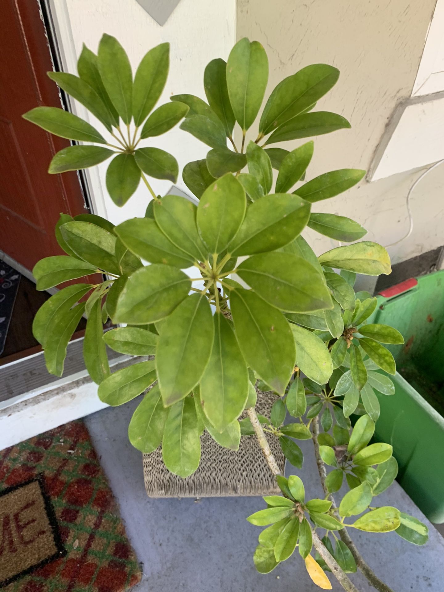 Plant For SALE