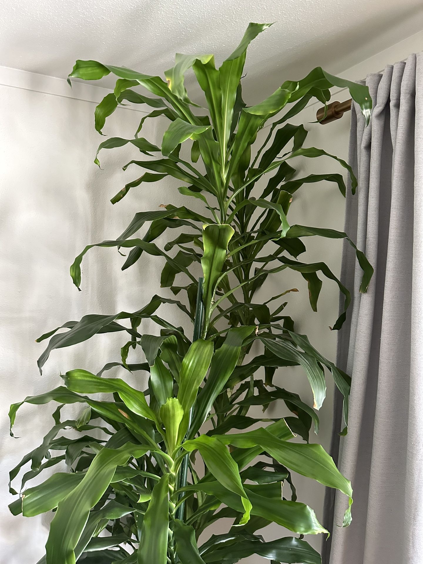 8 ft+ Dracaena Fragrans \"corn plant\" indoor or outdoor plant