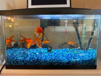 10-Gallon Glass Aquarium – Complete Setup – Ready to Use (Fish not included)
