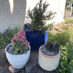 Various Plants And Pots For Sale