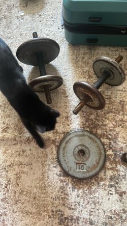 Gym weights