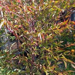 Nandina  Plants.