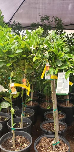 Arboles frutales citricos,aguacates, mangos,duraznos,ciruelos,granados,igueras,ceresas,platanos,y barios mas