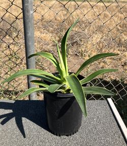 Spineless Jade Agave