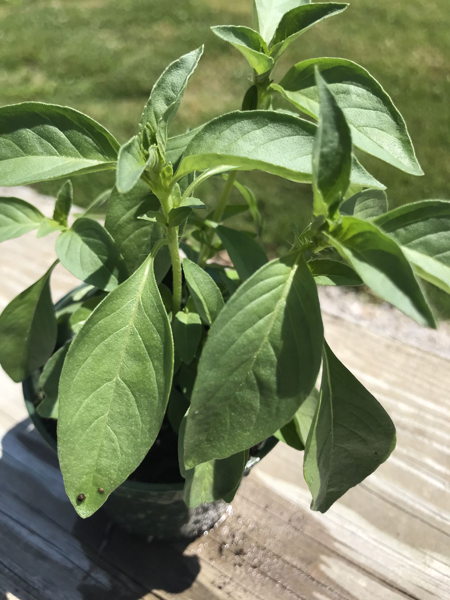 Lemon Basil - (2-3 Plants) - 3.5 inch pot 