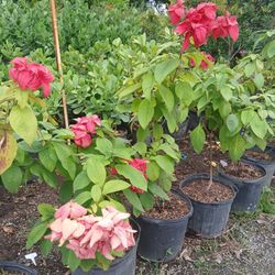 Beautiful Mussaenda Plants 7gl $45🌺