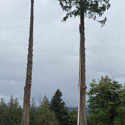 Free Cedar Logs Delivered Today Only 