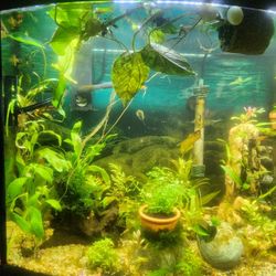 36 Gallon Bow Front Fish Tank