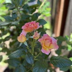 Roses in Pots