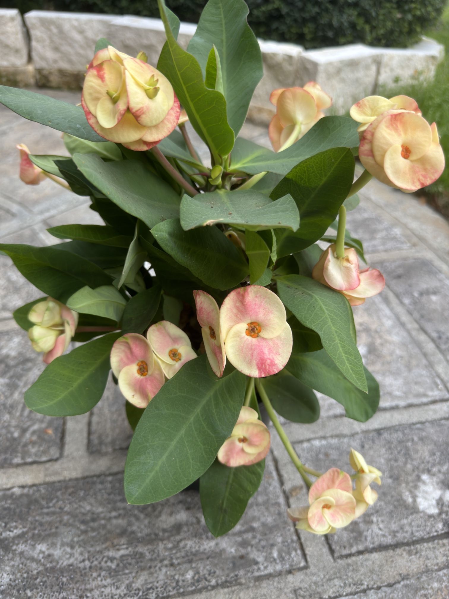 Crown Of Thorns for Sale in Schertz, TX OfferUp
