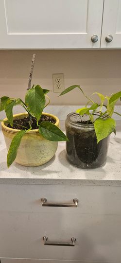 TWO HOUSEPLANTS
