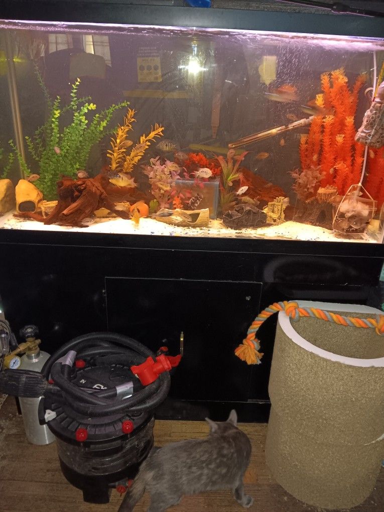 Aquarium Tank N Wooden Laquer Stand