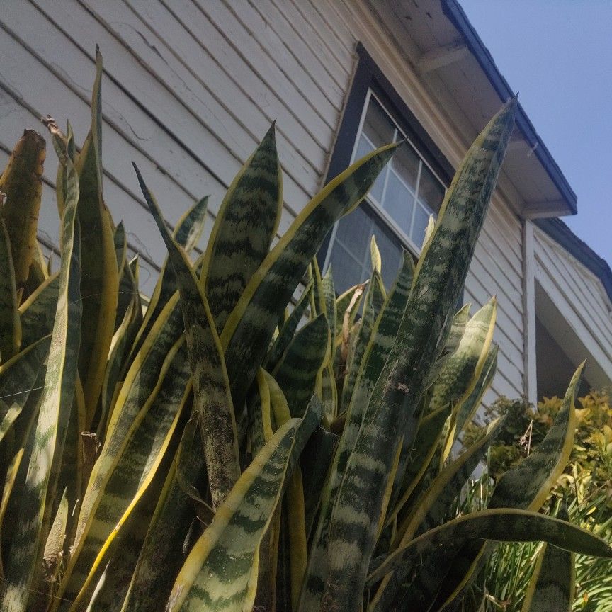 Mother- In -Law's Tongue, Cuttings