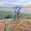 Hildie