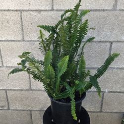 Bushy Fern Plant