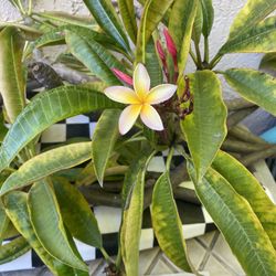 Plumaria Tree Plants White Yellow Pink 