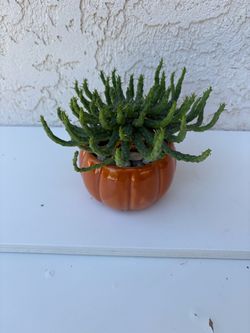 Euphorbia Flanaganii