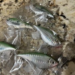 Fishing Lures