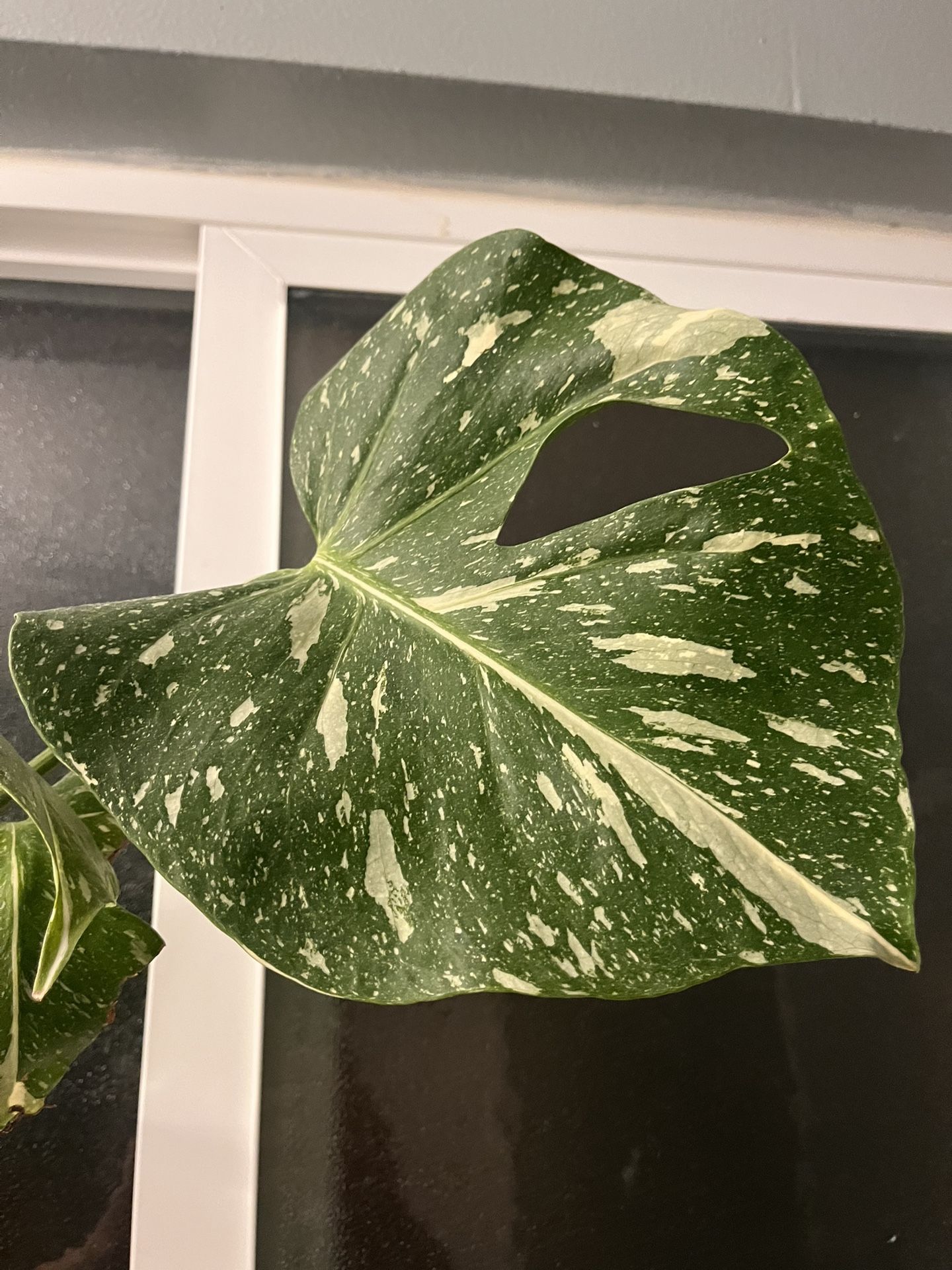 Monstera Thai constellation Plant