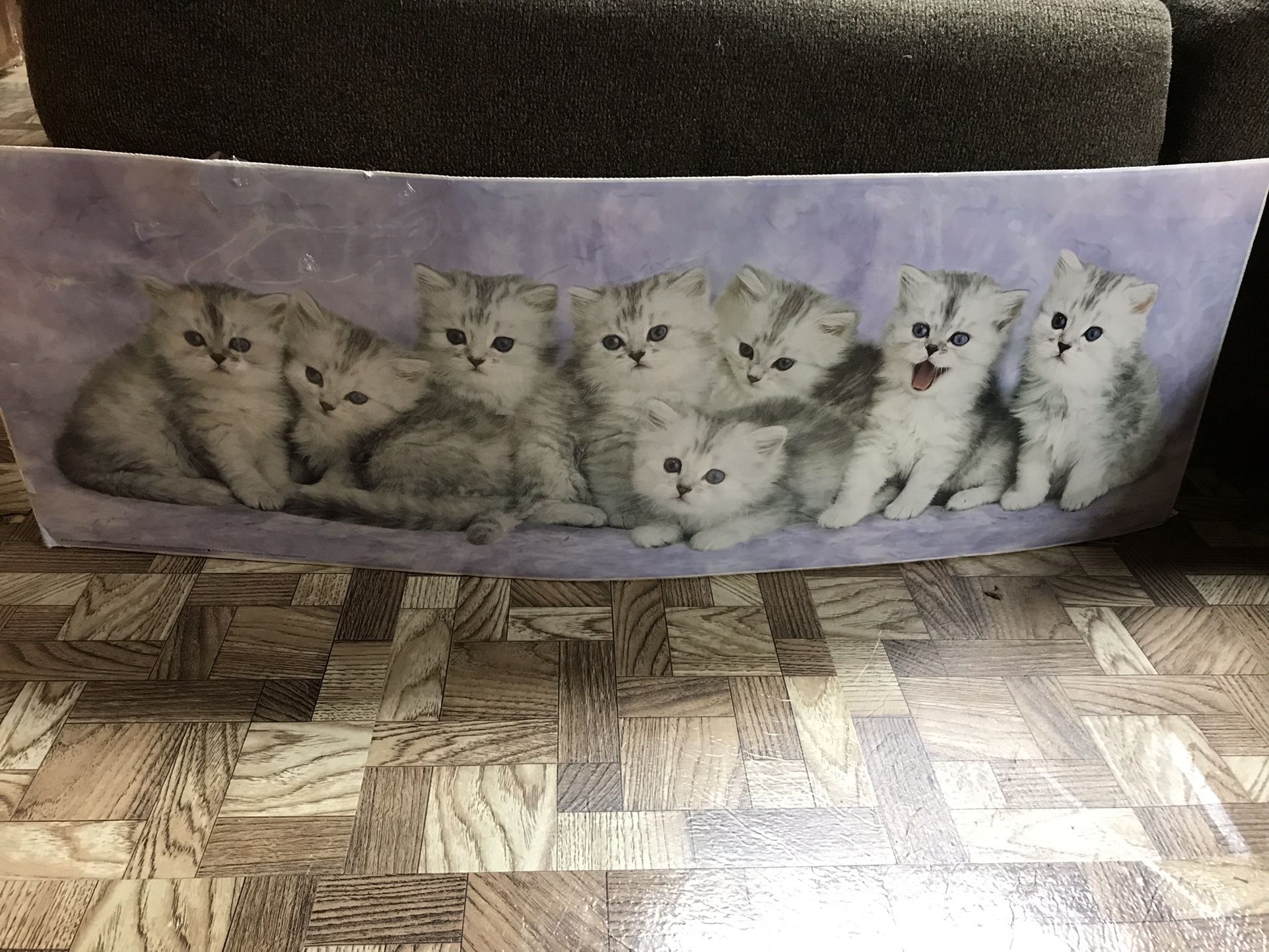 Kitten poster