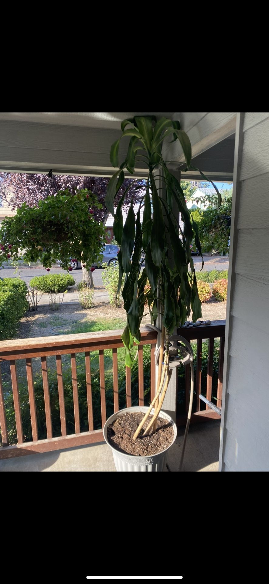 Tall, indoor plant