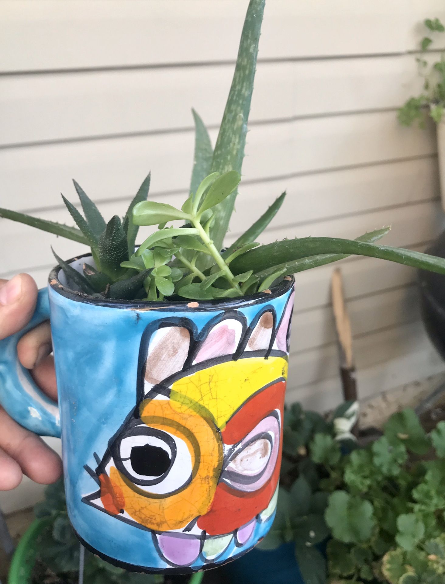 Succulents in a cup