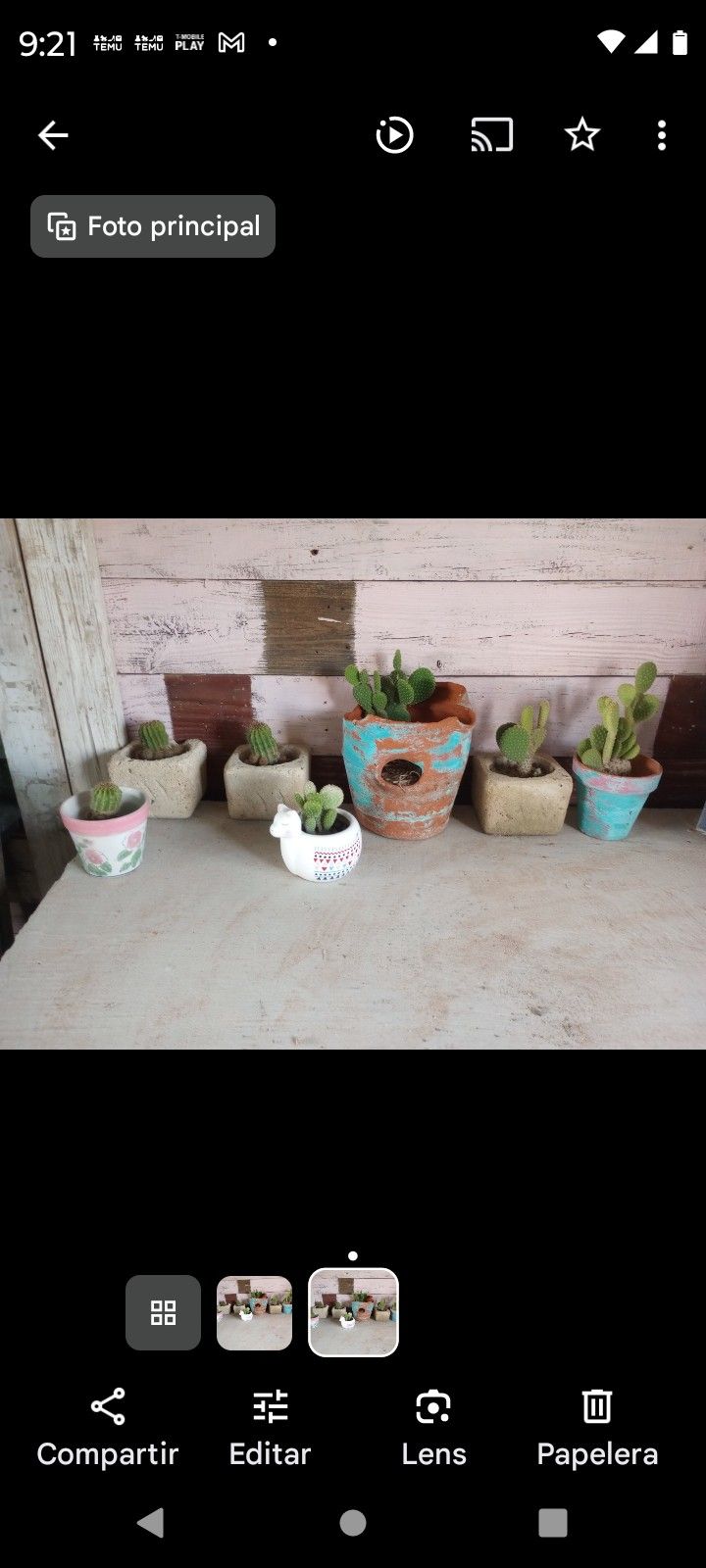 Mini Cactus