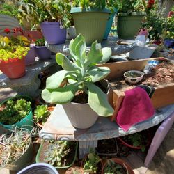 Succulents 
