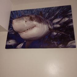 New Shark Painting