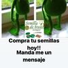 mayra