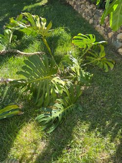 Free Monstera Cutting