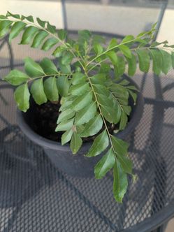 CURRY LEAF PLANT