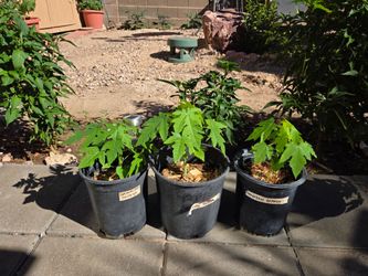 Hawaiian Papaya Plants in Pots – Set of 3