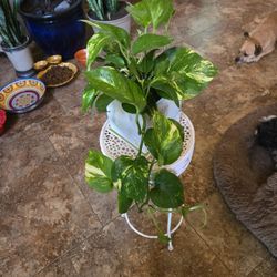 Pothos In 6in Ceramic Pot 