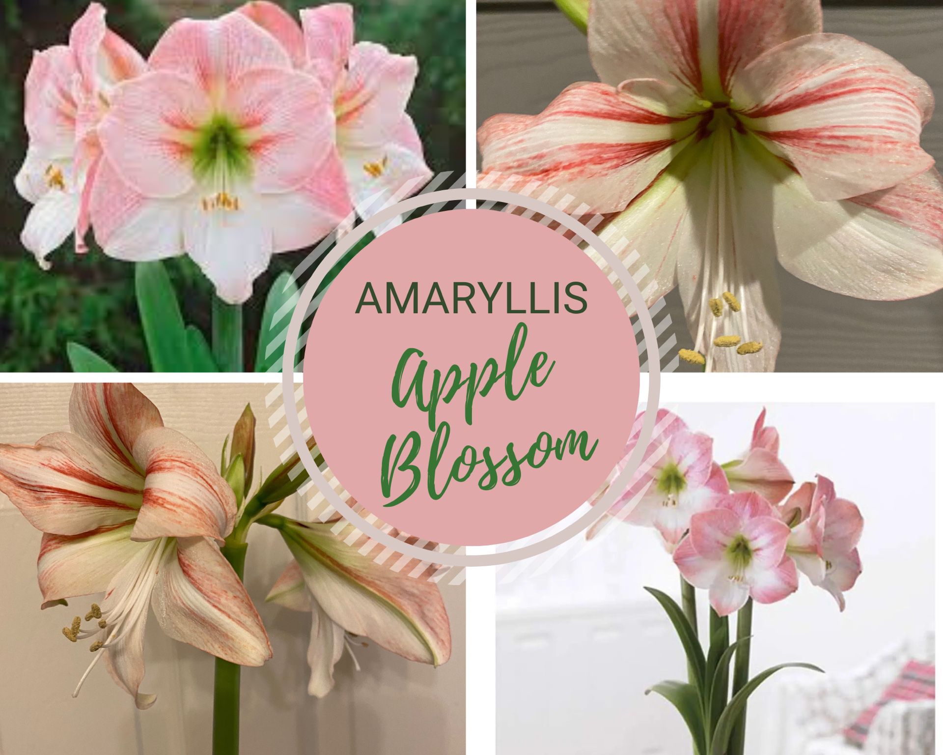 AMARYLLIS “Apple Blossom” | 3 Different Types Available | Ready To Bloom | Send A Direct Message To Customize Your Choice