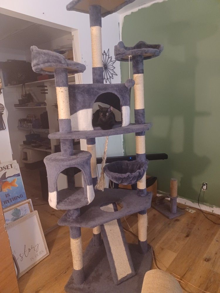 Cat And Tower